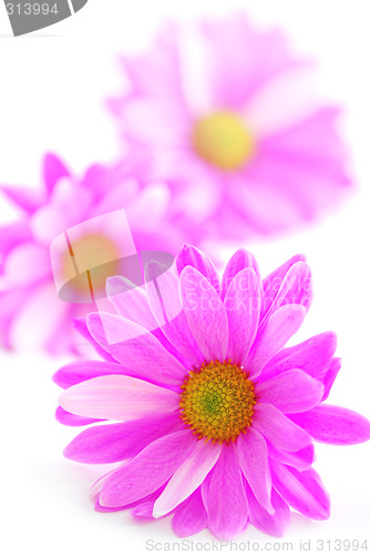 Image of Pink flowers