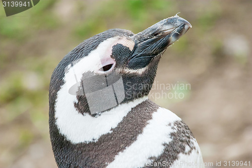 Image of Penguin lifting head upwards