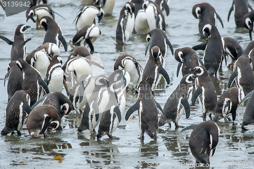 Image of Group of penguins on shore