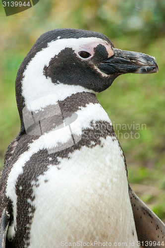 Image of Close up of penguin in nature