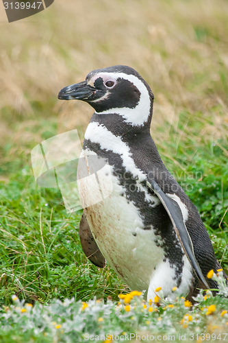 Image of Penguin