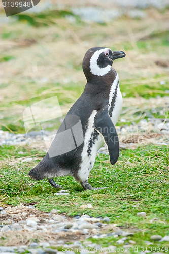 Image of Penguin standing on field