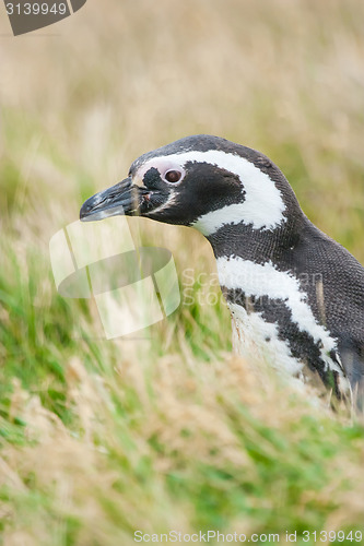 Image of Close up of penguin in grass