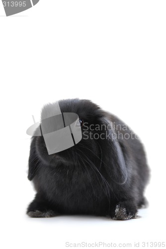 Image of Bunny rabbit