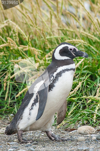 Image of Penguin walking in nature