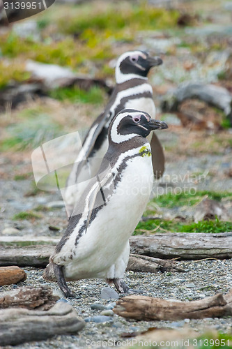 Image of Two penguins walking on pebble