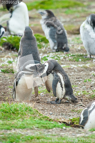 Image of Group of penguins 