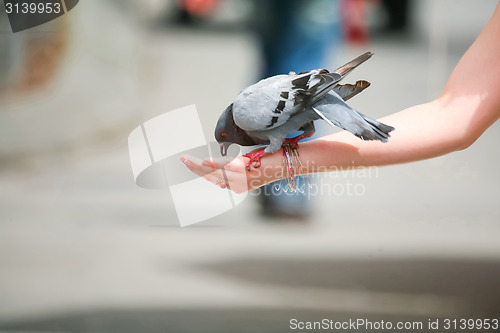 Image of Pigeon eating out of palm