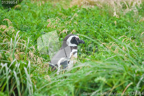 Image of Penguin in high grass