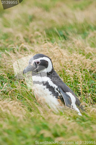 Image of Side view of penguin on field