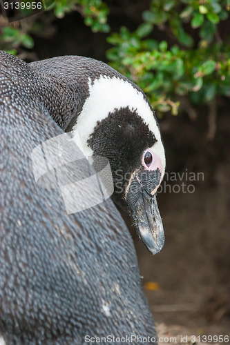 Image of Close up of magellan penguin in Chile