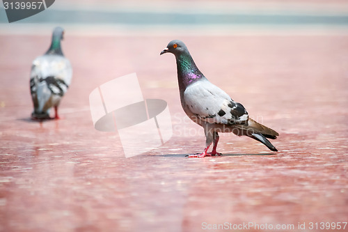 Image of Two pigeons