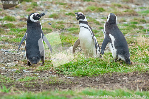 Image of Three penguins on field