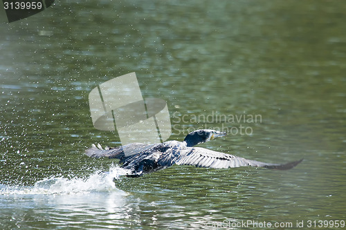 Image of Cormorant flying above water