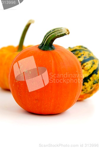 Image of Mini pumpkin