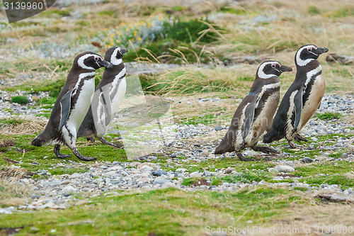 Image of Four penguins walking in field