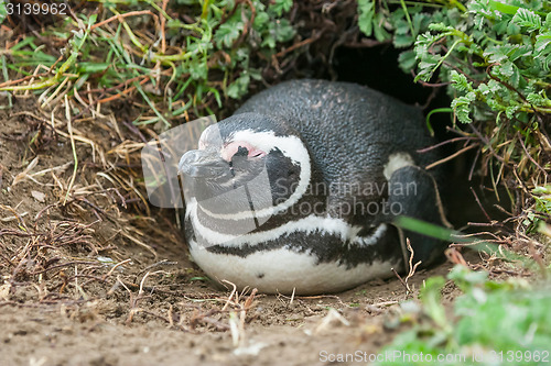 Image of Penguin in burrow