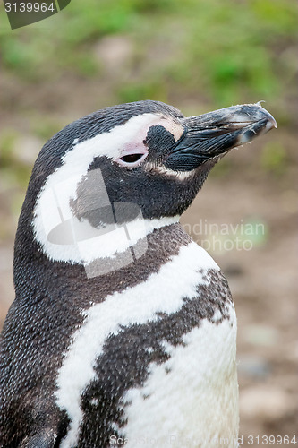Image of Close up of penguin in Punta Arenas