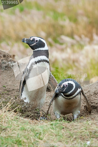 Image of Front view of two penguins