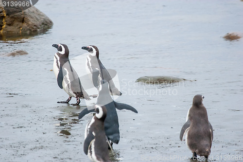 Image of Group of penguins on shore in Chile