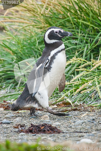 Image of Penguin walking in Punta Arenas