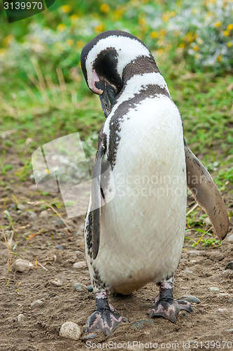 Image of Penguin in Chile