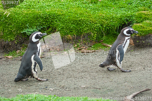 Image of Two penguins walking on rustic road
