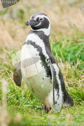 Image of Penguin in nature