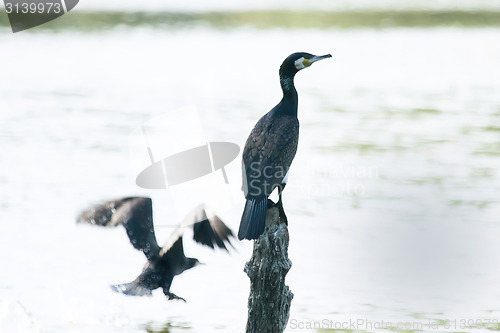 Image of Cormorants in nature