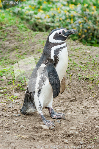 Image of Penguin on field