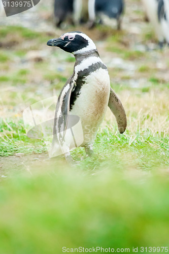 Image of Penguin looking to left side