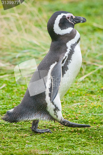 Image of Penguin walking on meadow