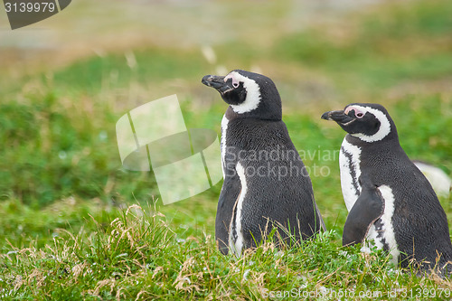 Image of Penguins in Punta Arenas