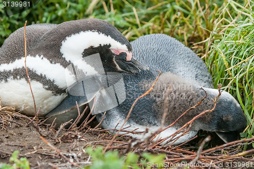 Image of Two penguins lying on ground