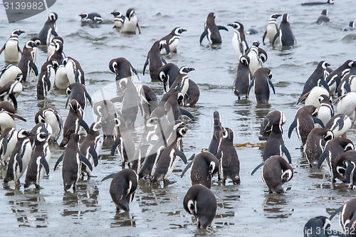 Image of Penguins standing on shore