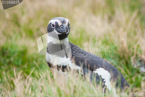 Image of Front view of penguin in high grass on meadow