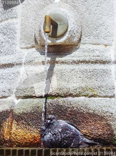 Image of Pigeon on fountain