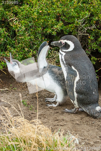 Image of Two penguins standing on ground in Chile