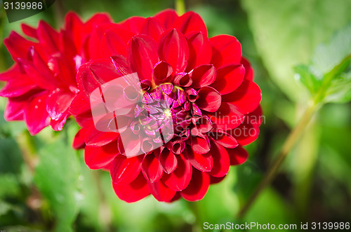 Image of one red dahlia