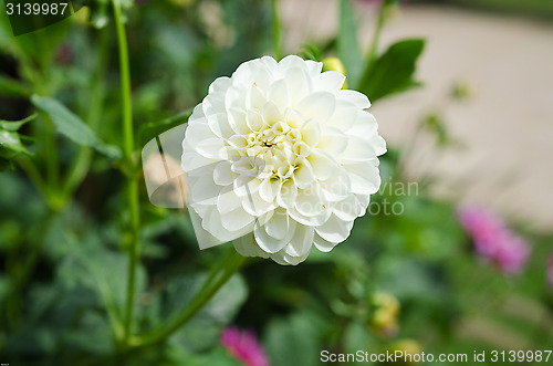 Image of one lovely white dahlia