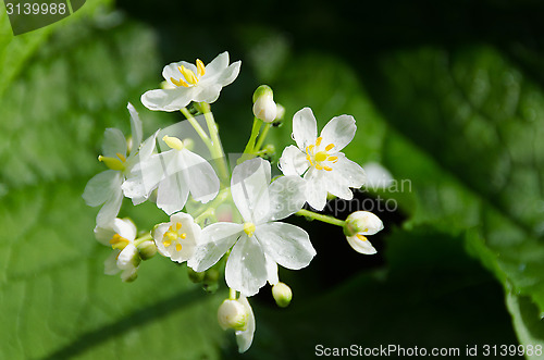 Image of Diphylleia Cymosa