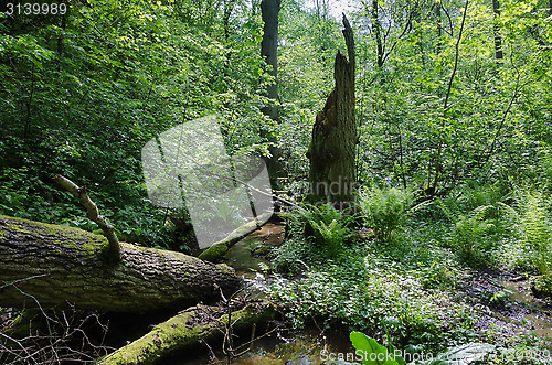 Image of forest