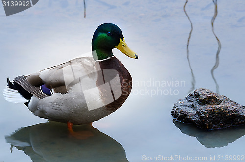 Image of mallard