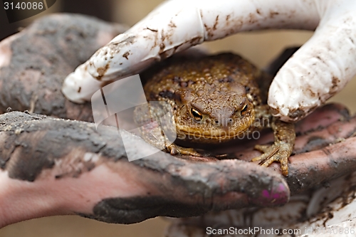 Image of Toad in hand