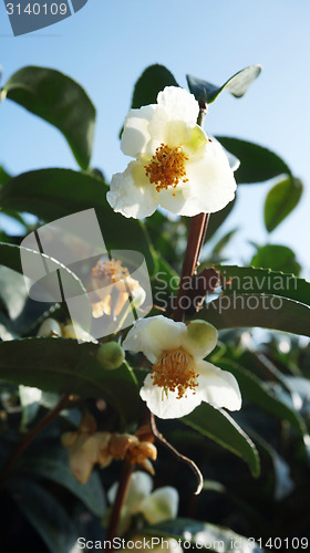 Image of Beautiful white flower with green tea leafs