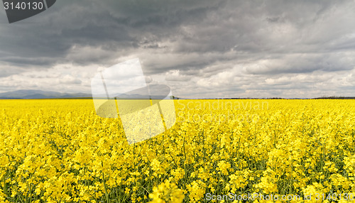 Image of Colza field