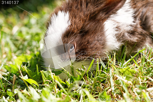 Image of Cute bunny