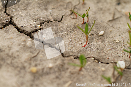 Image of Saline soil