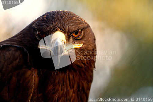 Image of The Steppe Eagle