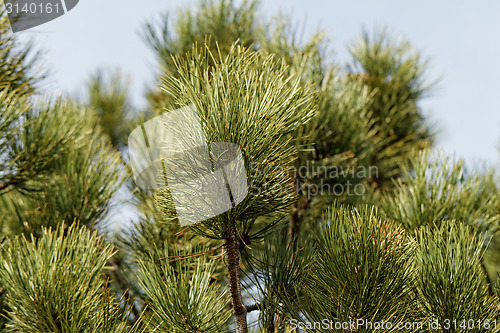 Image of Big tree